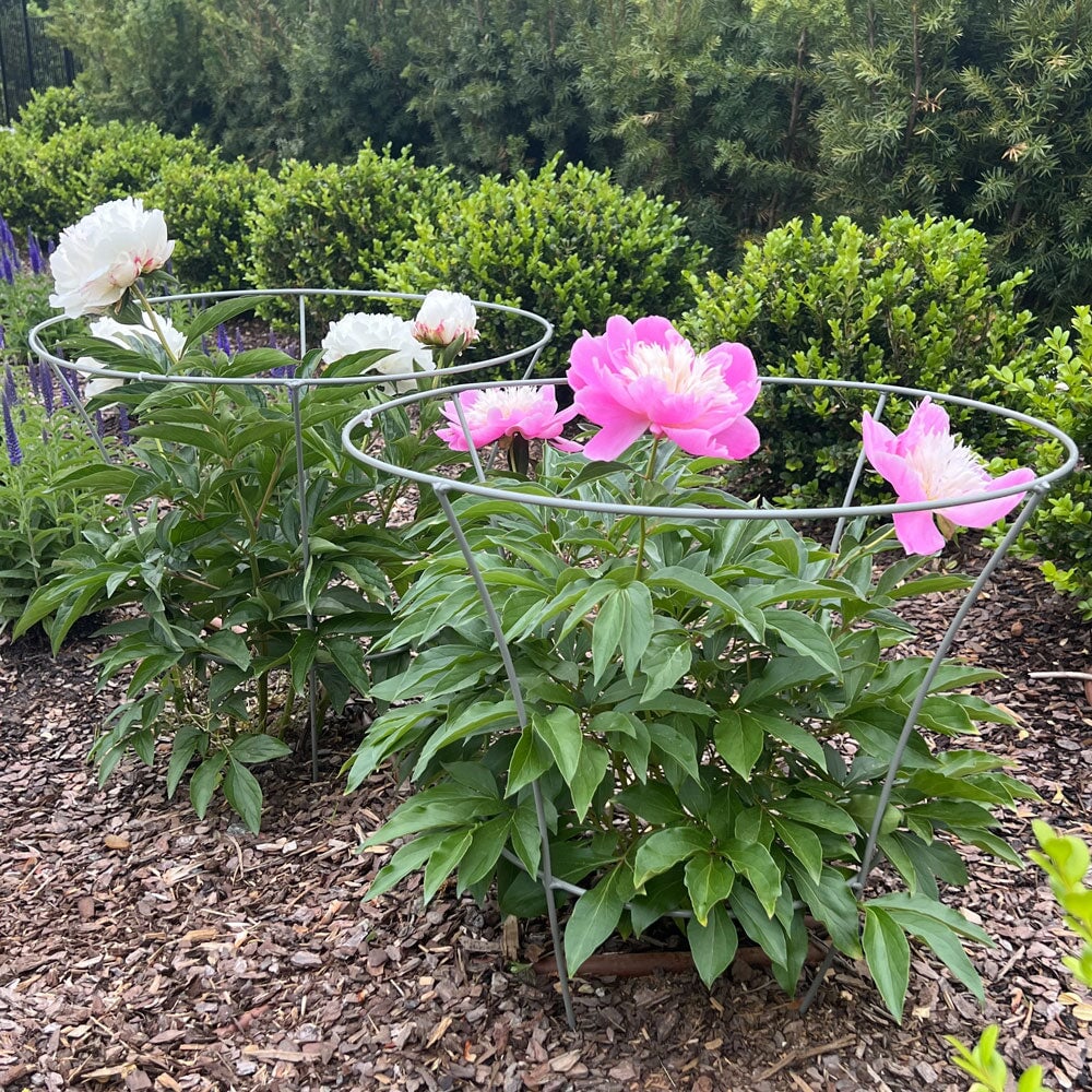 Pink and white flowers in a garden with metal plant support structures.