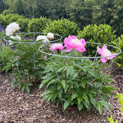 Fluted Peony Support