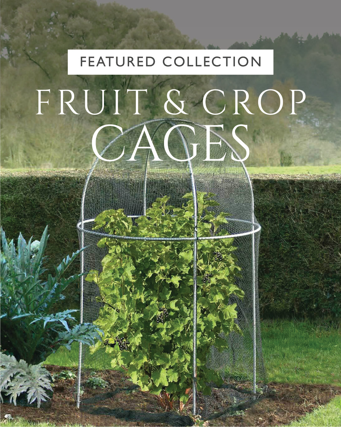 Agriframes Domed Fruit Cage in a flower bed with a fruit bush growing inside the cage, overlaid with the text "Featured Collection: Fruit and Crop CAges"