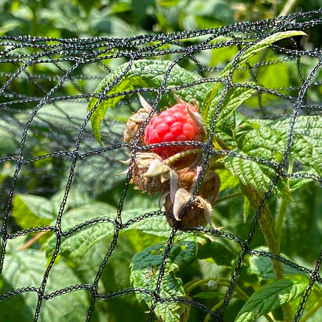 Closeup of Agriframes Fruit Netting covering a raspberry bush