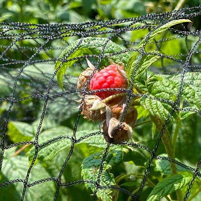 Telescopic Raspberry Support