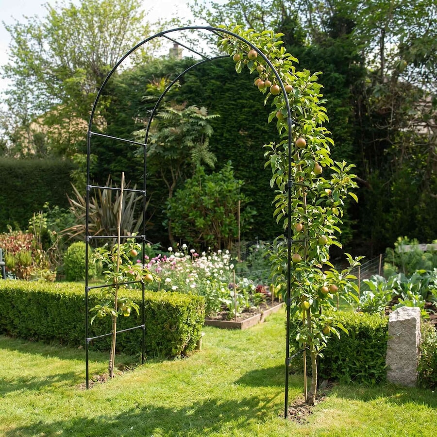 Agriframes Fruit Tree Arch with an apple tree growing up its frame on a lawn. 