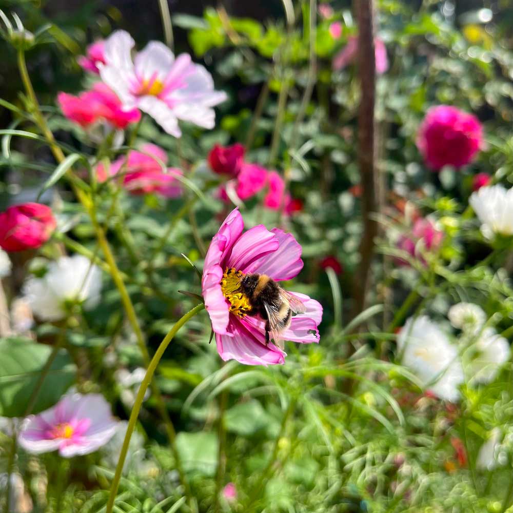 Bee on a pink flower with a blurred garden background