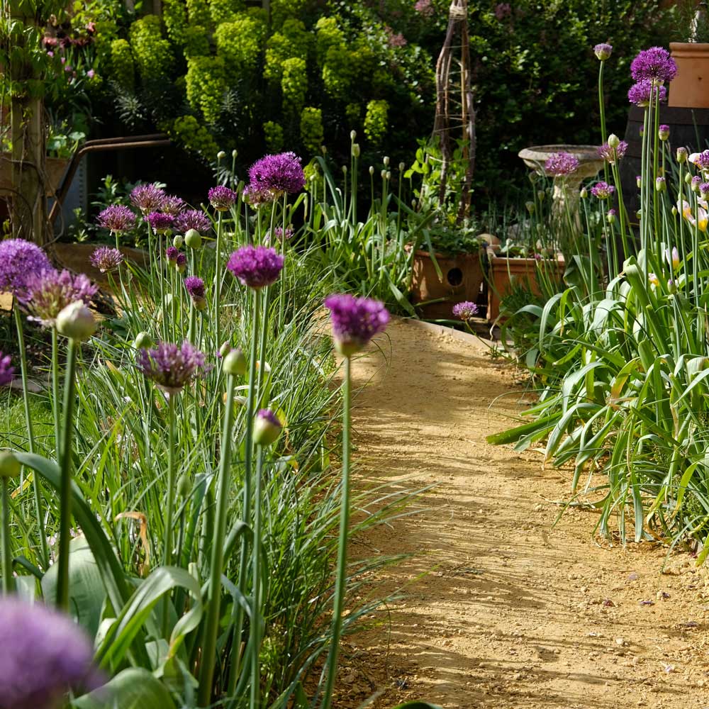 Garden path with purple flowers on either side