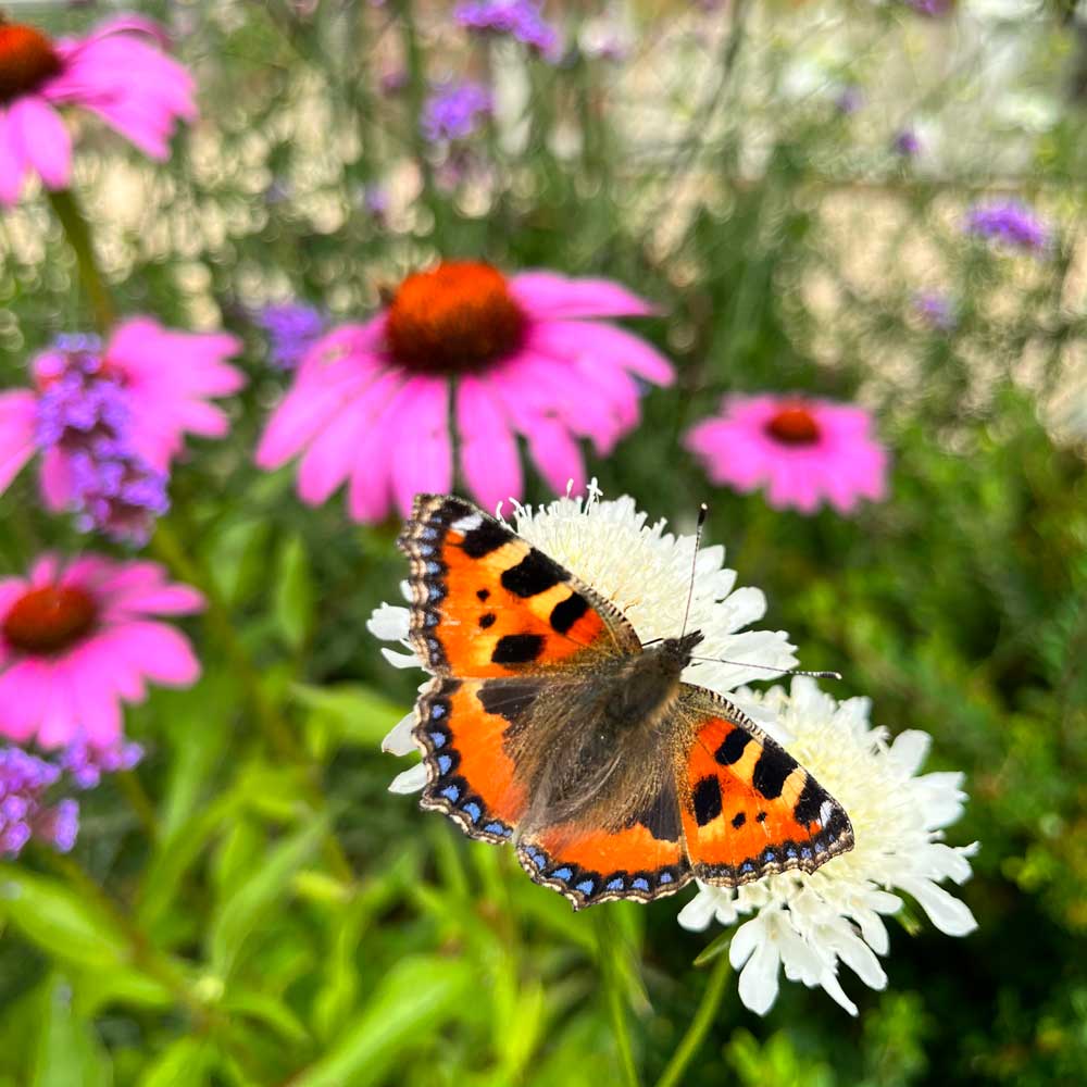 Butterfly on a white flower with pink and purple flowers in the background