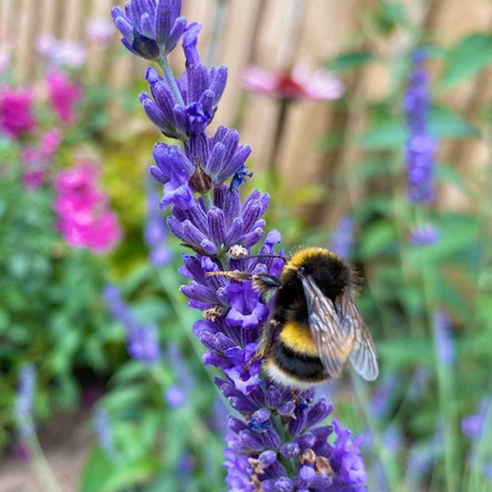 Bumblebee on a purple flower with a blurred garden background