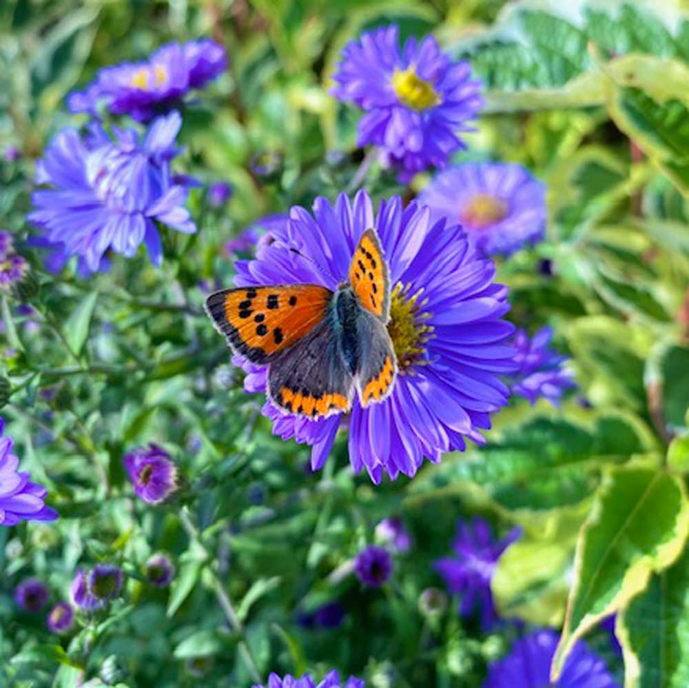Butterfly on a purple flower with green leaves in the background