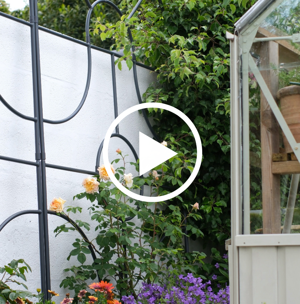 Garden scene with flowers, a trellis, and a greenhouse.