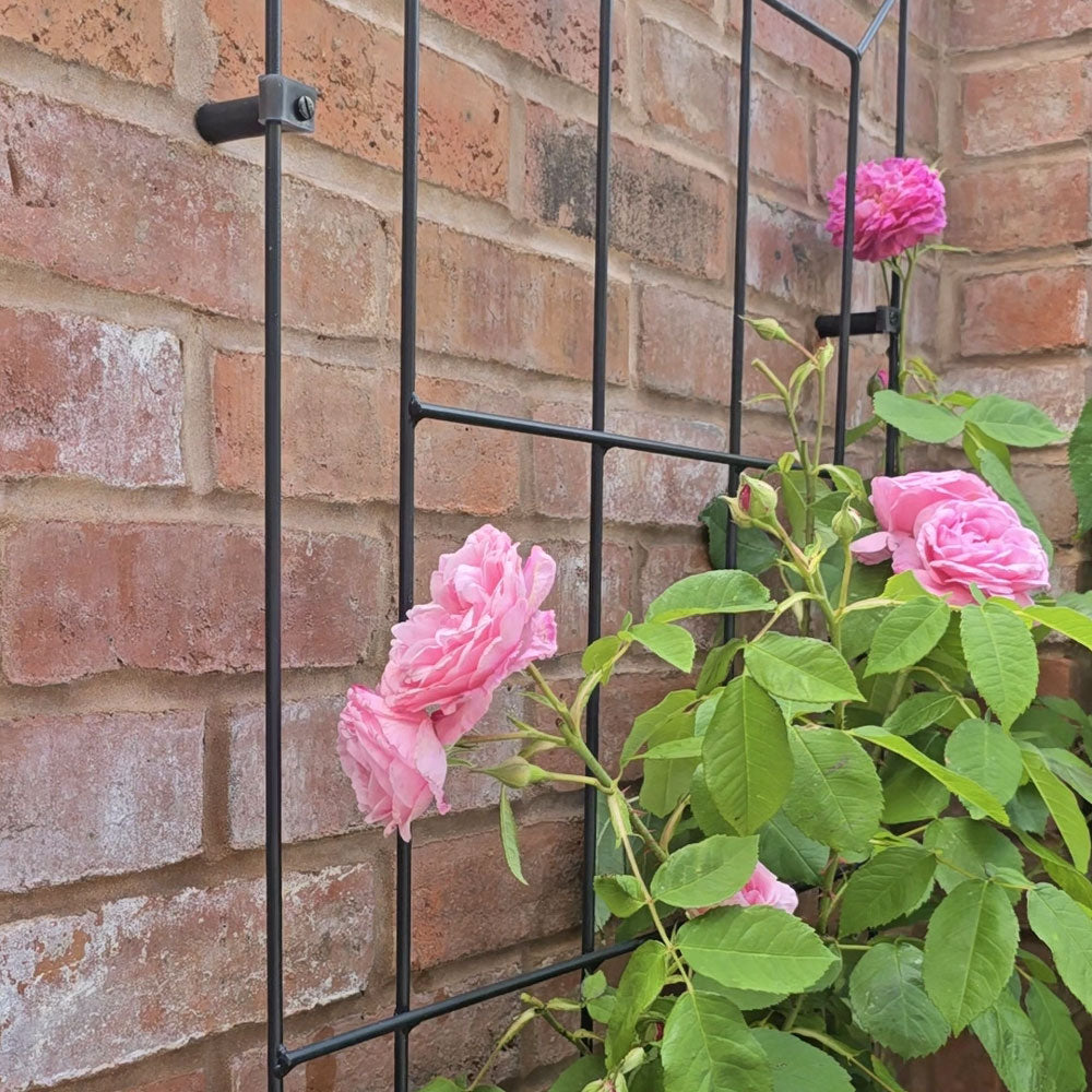 Pink roses growing against a brick wall with a metal trellis.