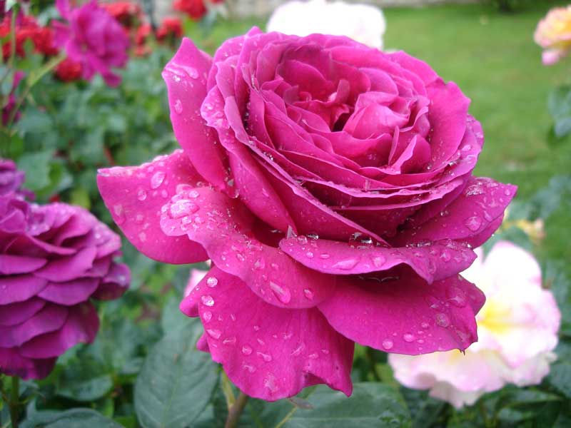 Gertrude Jekyll rose