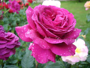 Gertrude Jekyll rose