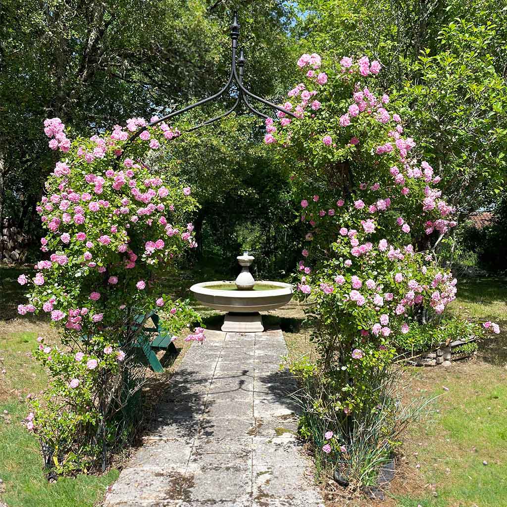 Gothic Arch with pink roses growing on