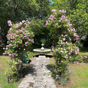 Gothic Arch with pink roses growing on