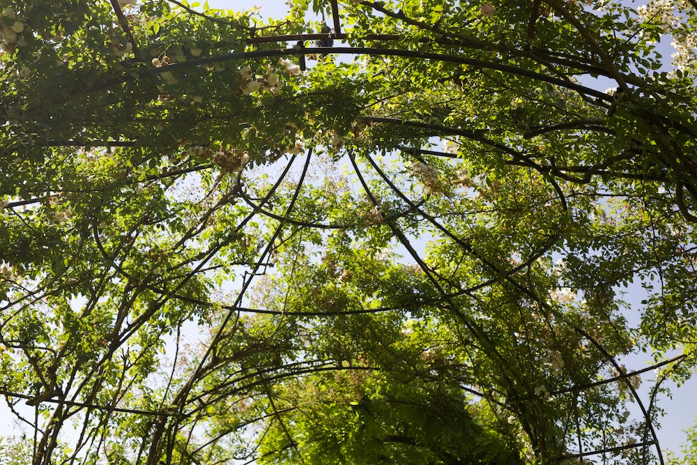 Top of the agriframs gothic gazebo from the underside with roses growing over the rame. 