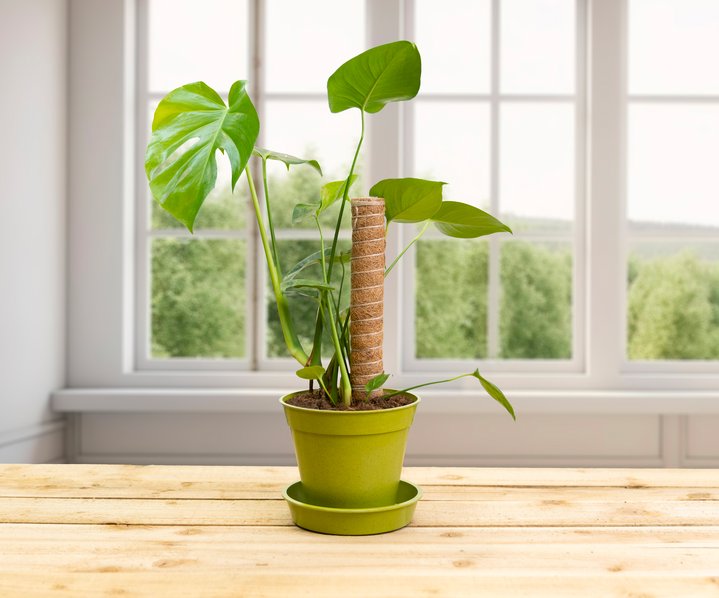 Small green Agiriframes bamboo pot and holder on a wooden table with a monstera plant and support stick growing in it