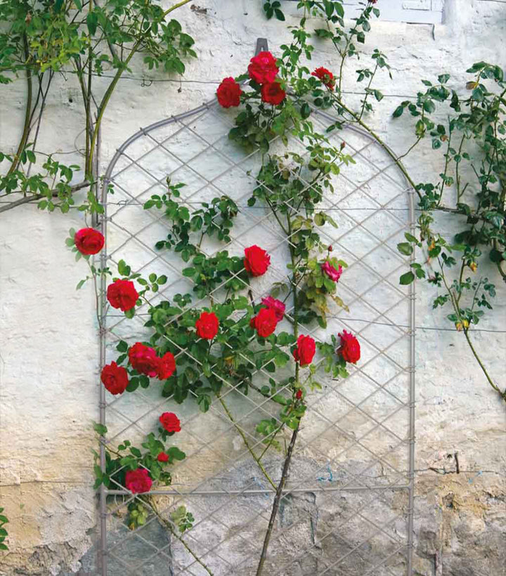 Grey agriframes screen with red roses growing on it