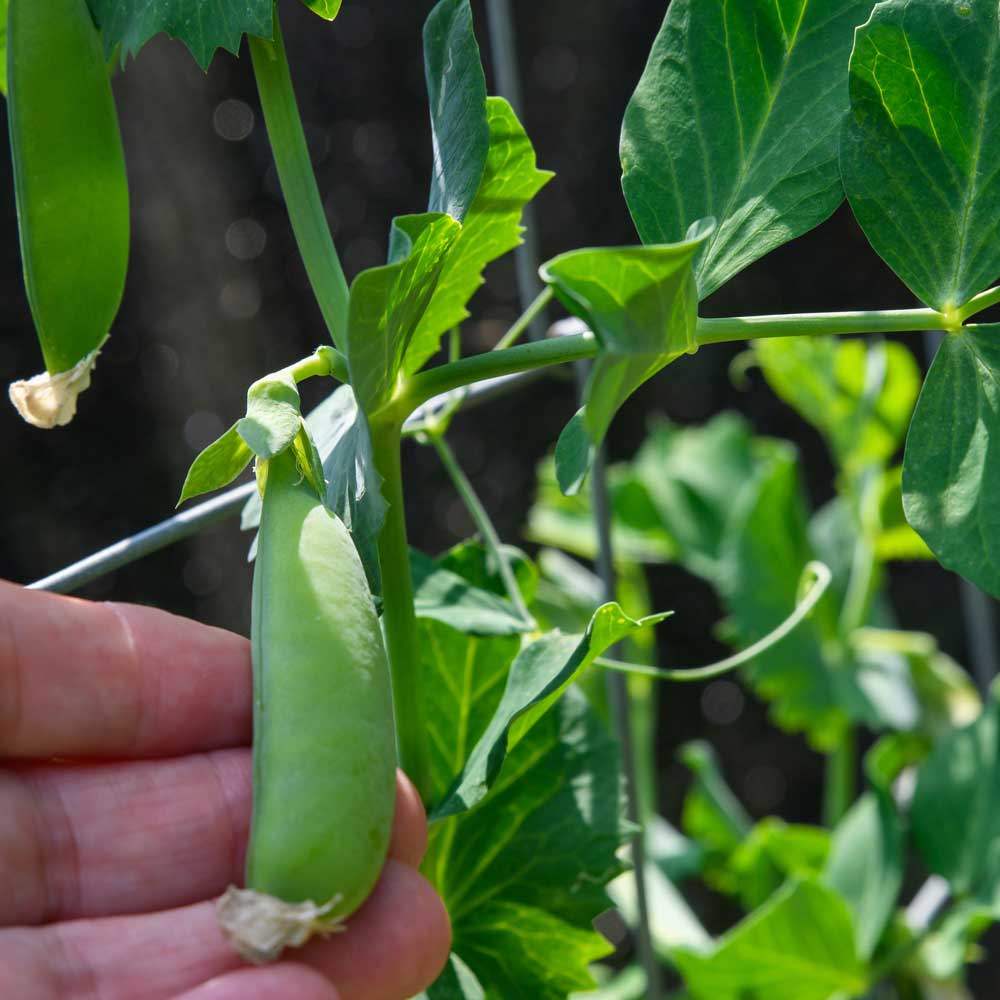 closeup of a runner bean plant with a hand holding up a runner bean gto the camera