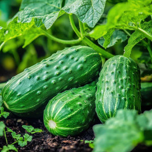 growing-cucumbers