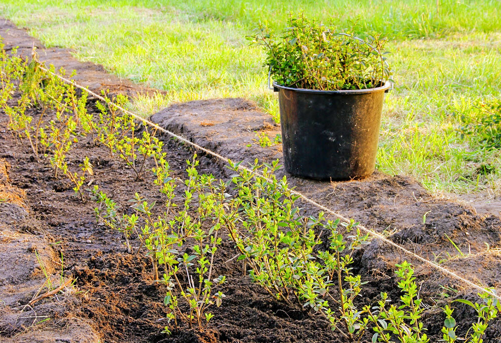 Young hedge plants growing in a soil bed next to a lawn