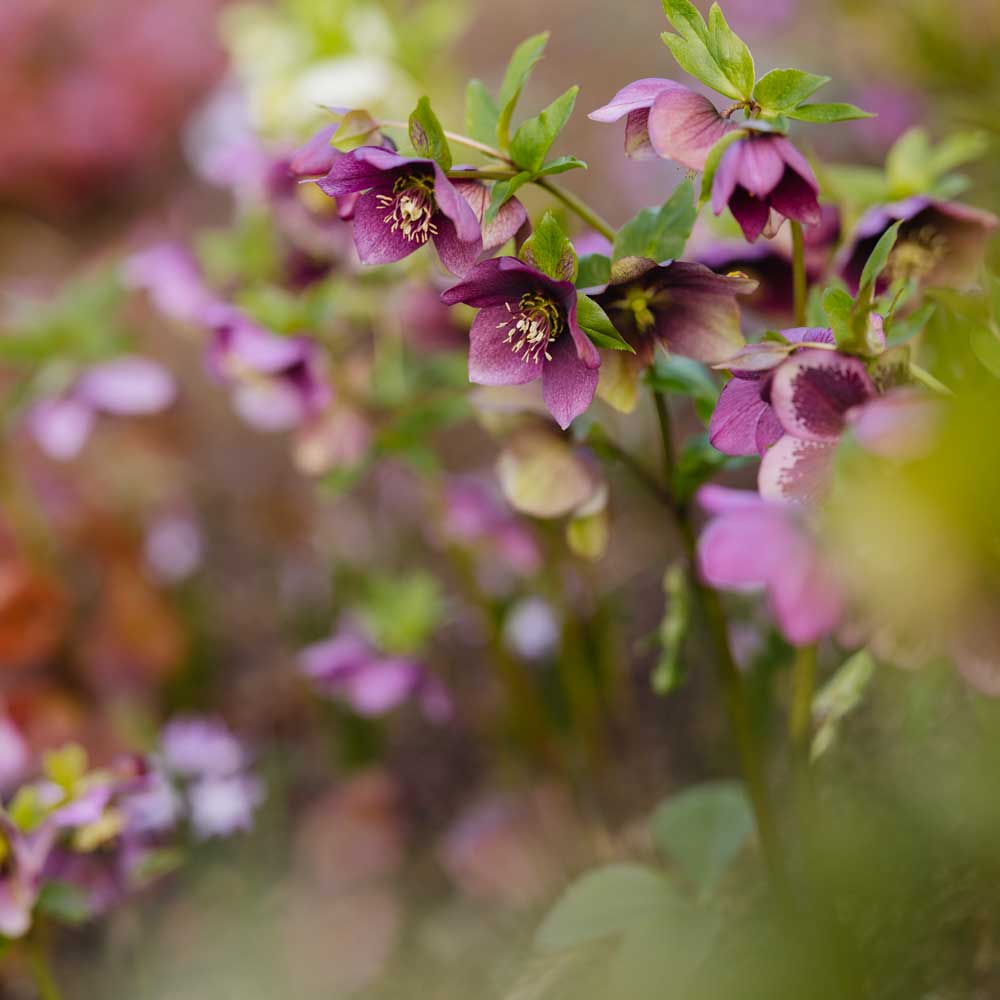 A bunch of pink hellebores in a flowerbed.
