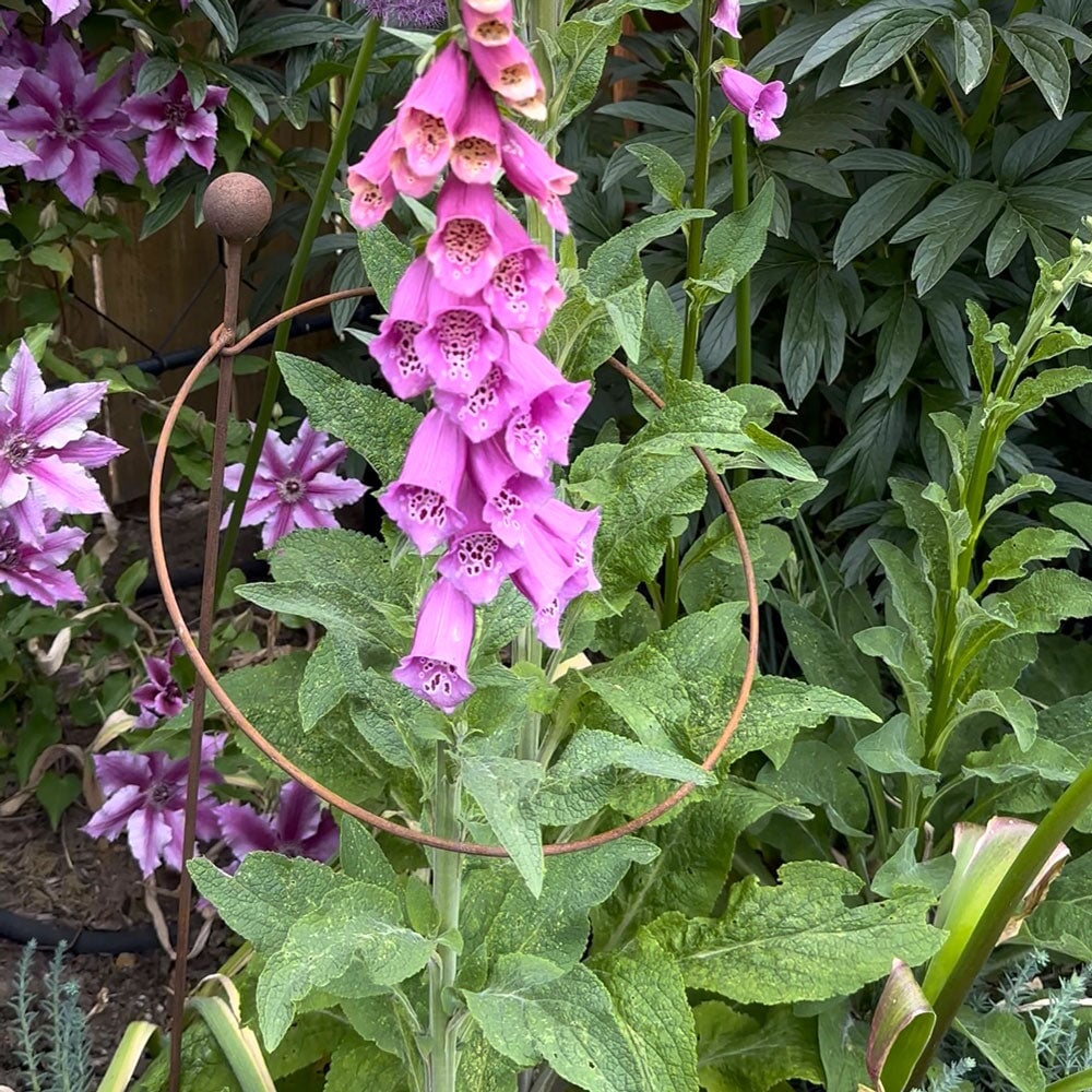 Purple foxglove flowers with green leaves in a garden setting