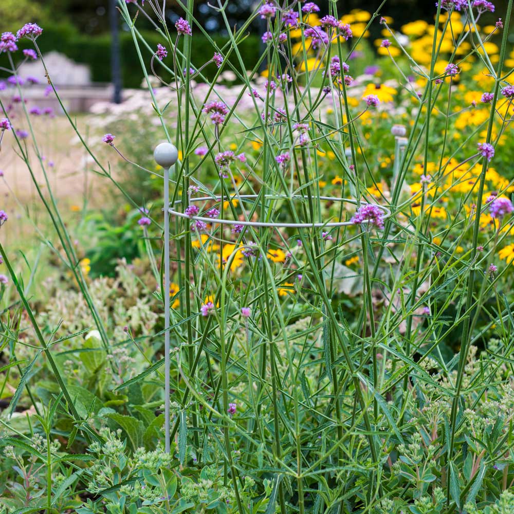 hooped plant support with purple flowers