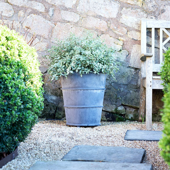 Large potted plant in zinc planter in a garden setting with stone wall and gravel ground.