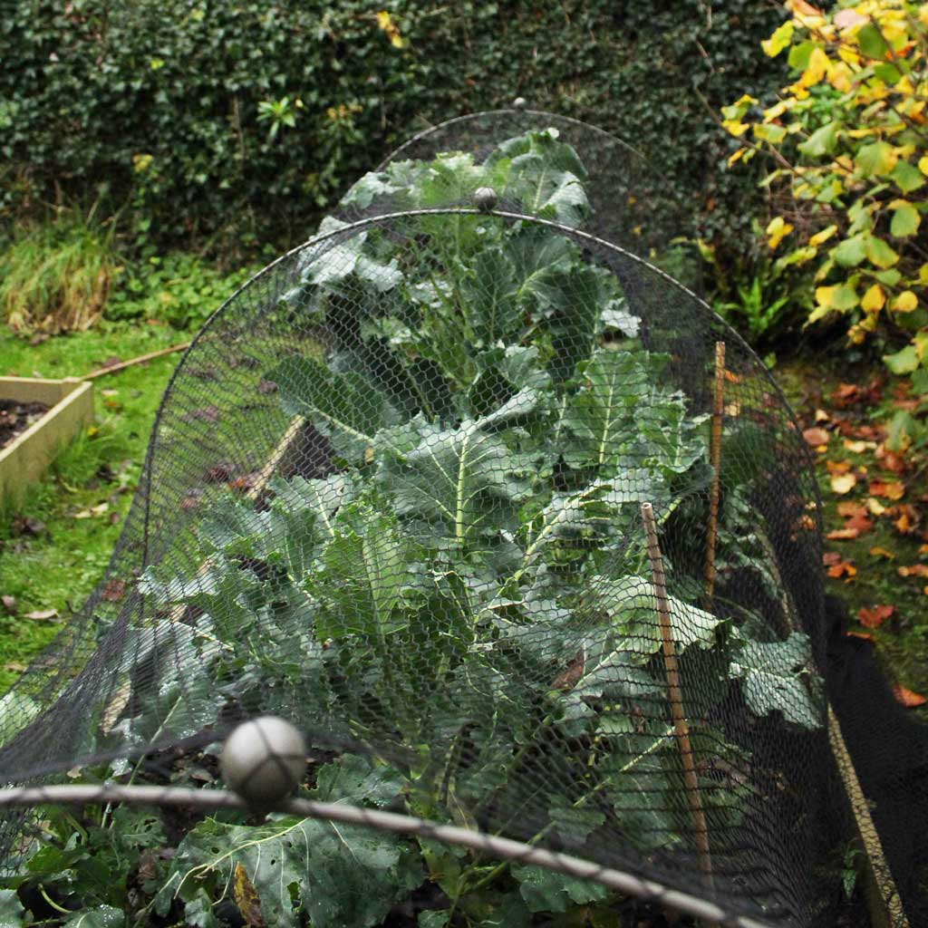 Kale plant in a garden with a protective netting
