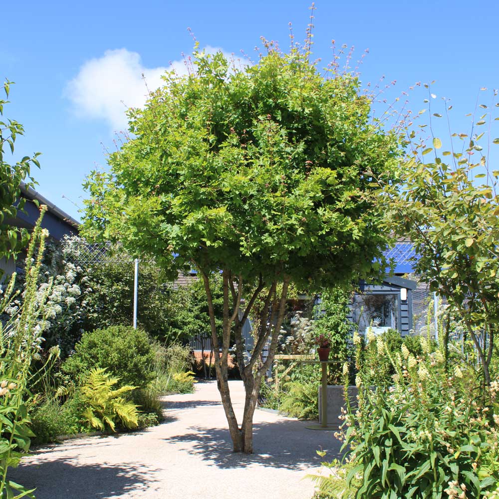 Horatio Gardens