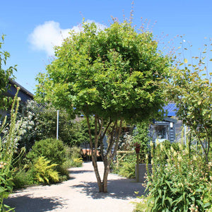 Horatio Gardens