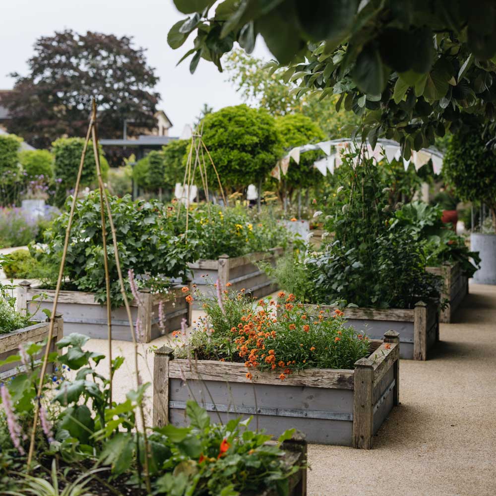Vegetable garden with raised beds and plants in an outdoor setting