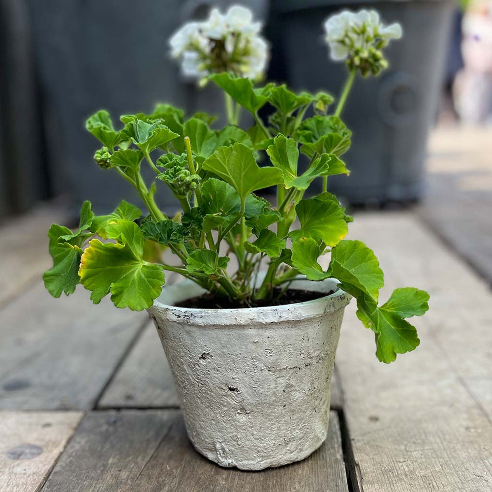 antiqued white stone pot with plant