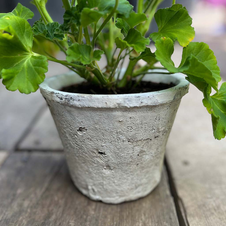 antiqued white stone pot with plant