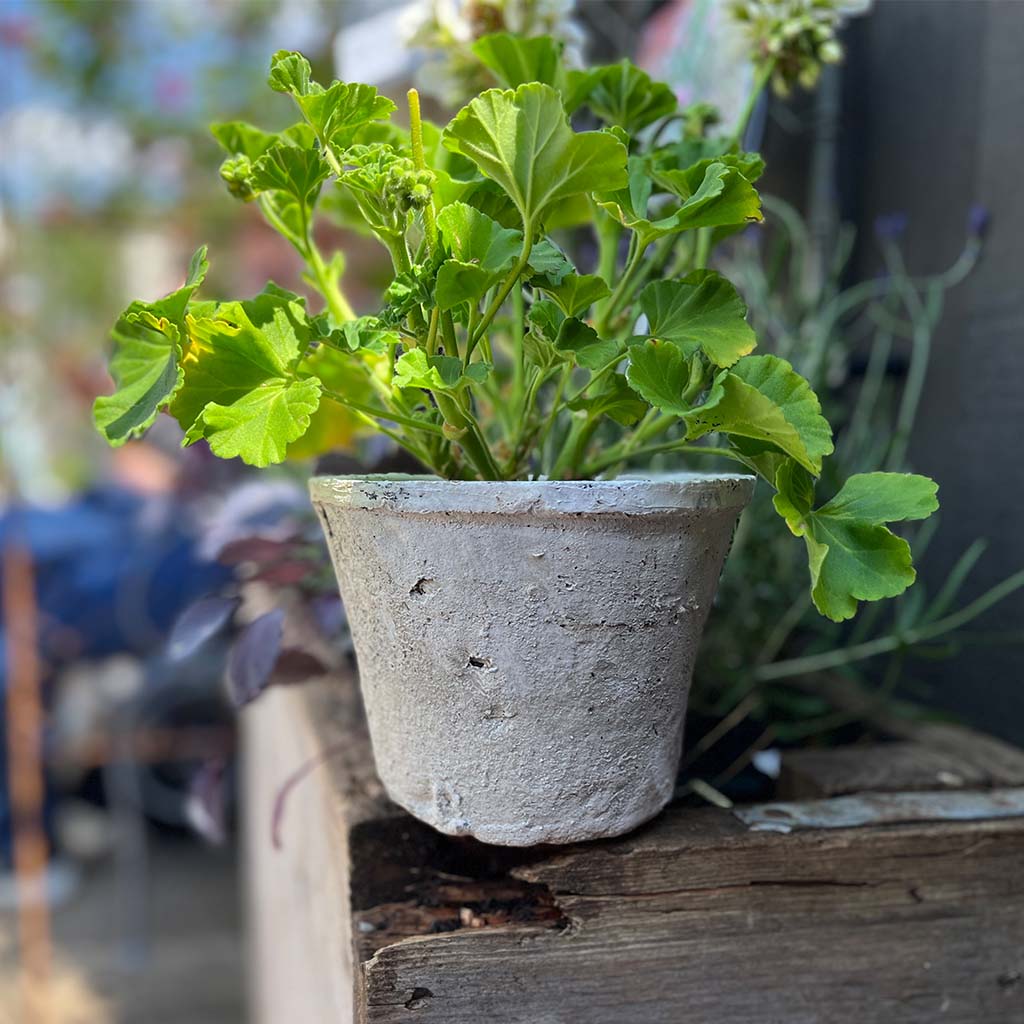 Antiqued Whitestone Plant Pot