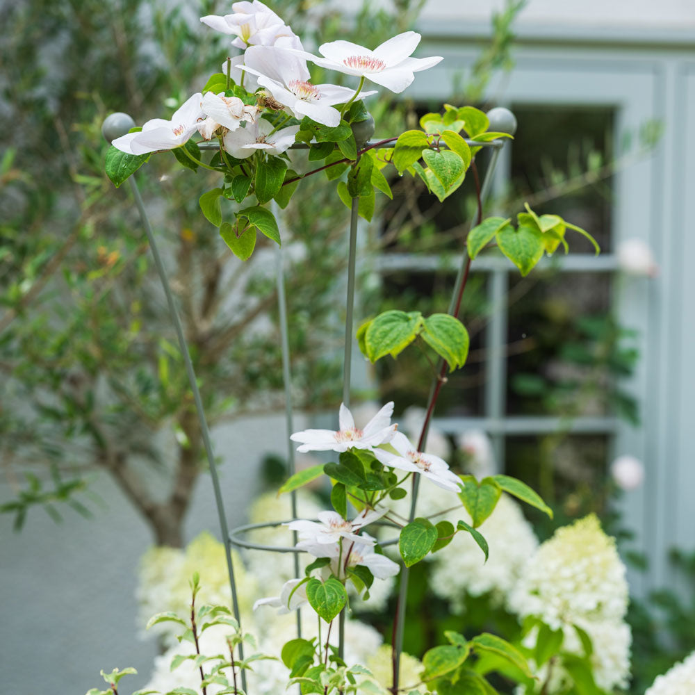 Inverted Obelisk with white Clematis flower up