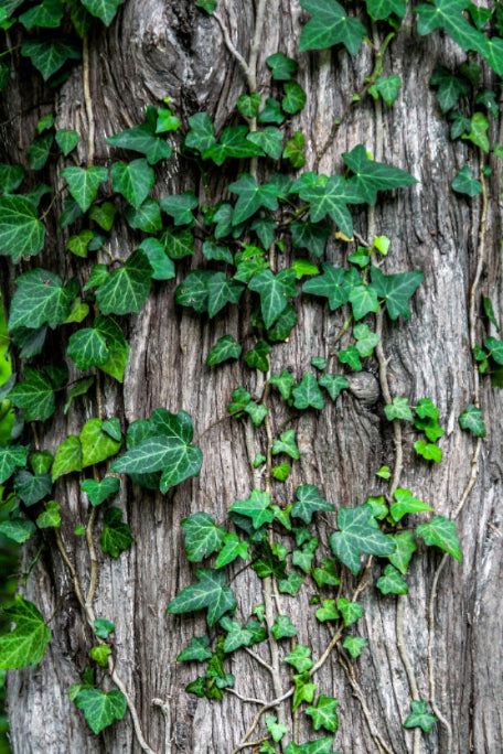 ivy growing up bark on a tree