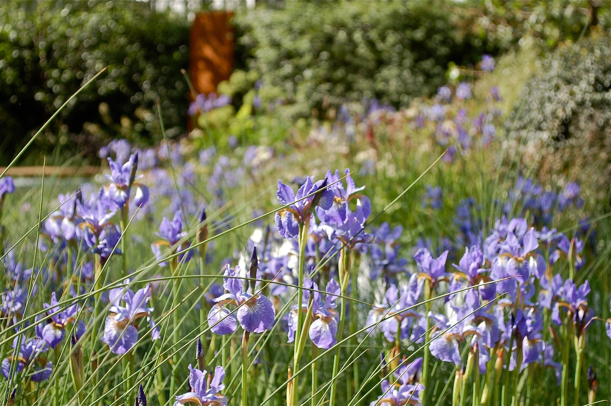 Bed of purple flowers in a garden