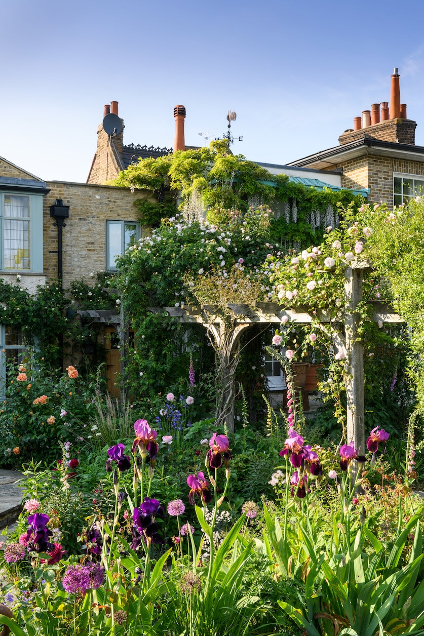 Garden scene with a wooden pergola adorned with large rosebushes amongst a flowerbed, backdropped by a large victorian house.