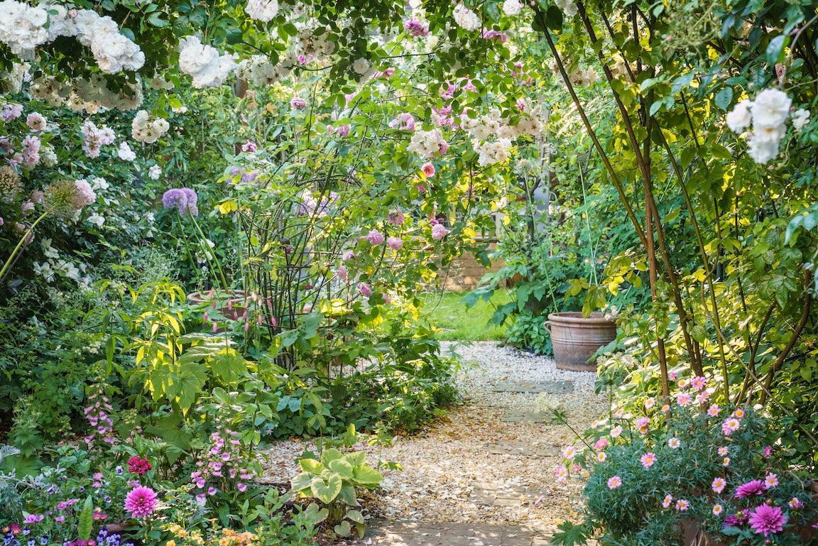Garden scene with a gravel path surrounded by rose bushes
