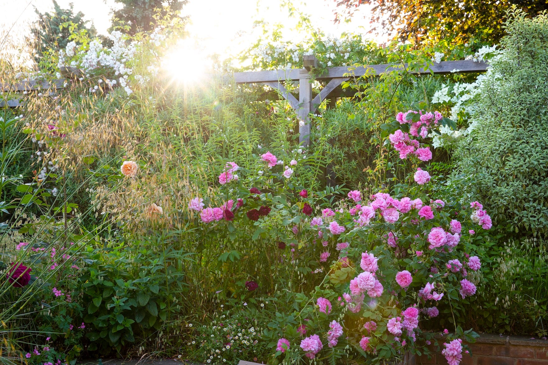 Large pink rosebush in a floral garden scene with a wooden pergola in the background.