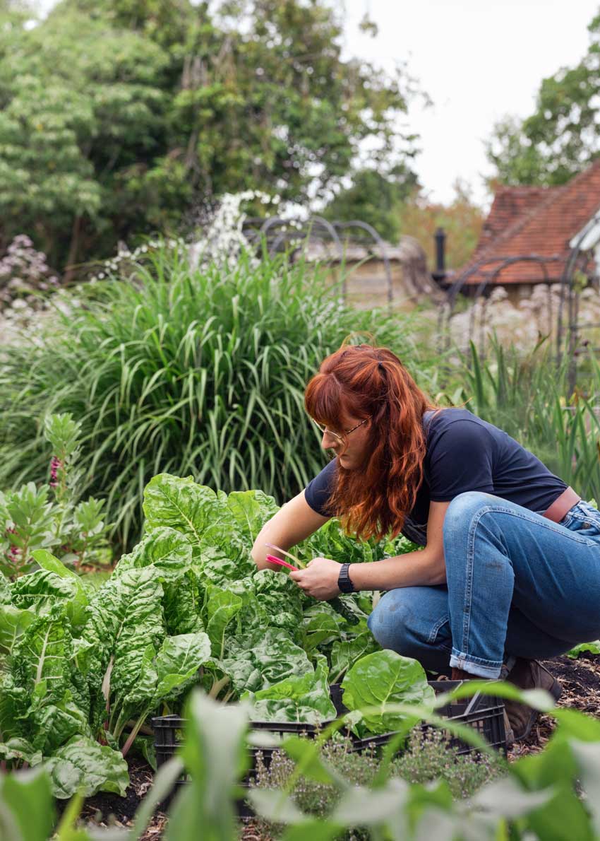 Julia Burton of Borde Hill harvesting rhubarb 