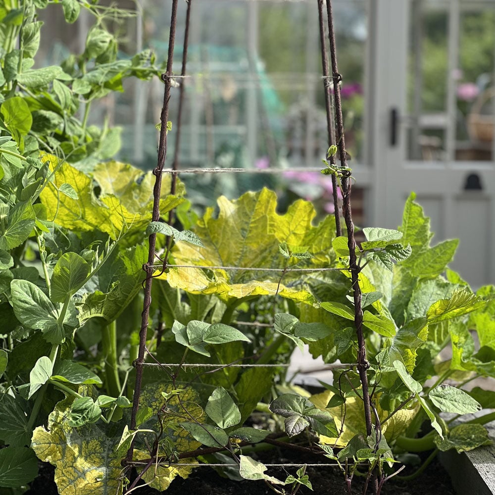 Green plants growing in a garden with a trellis structure.
