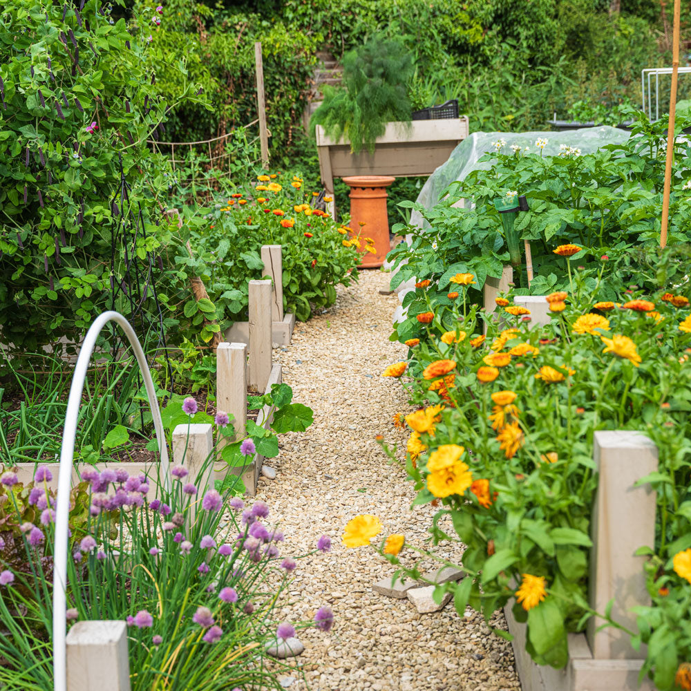 Kitchen Garden in Elliot Neeps garden 