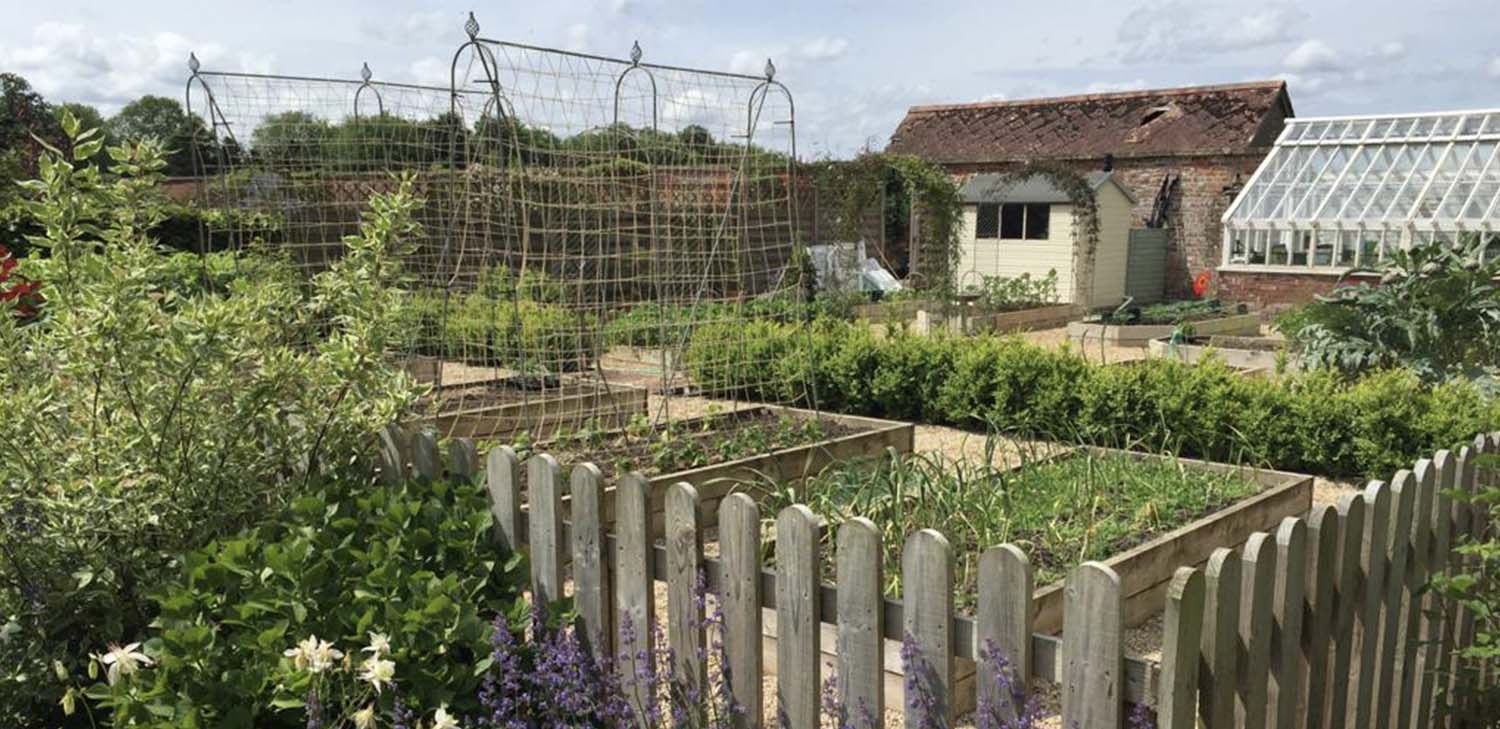 Sunny kitchen garden featuring several Agriframes Elegance Runner Bean Frames. 