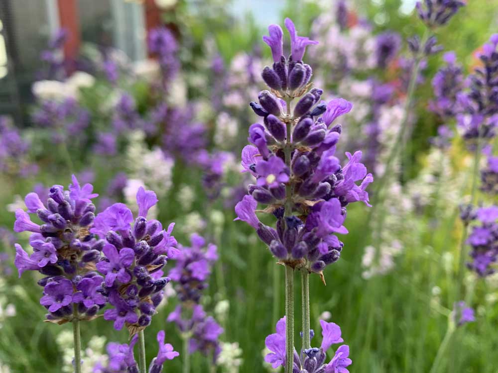 Closeup image of lavender flowers. 