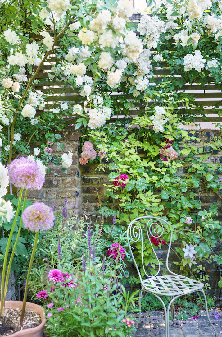 Patio garden scene with a metal chair backdropped by various climbing plants on a wall.