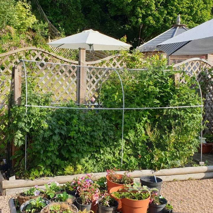 Side view of the Agriframes Elegance Long Domed Fruit Cage with a large fruit bush inside