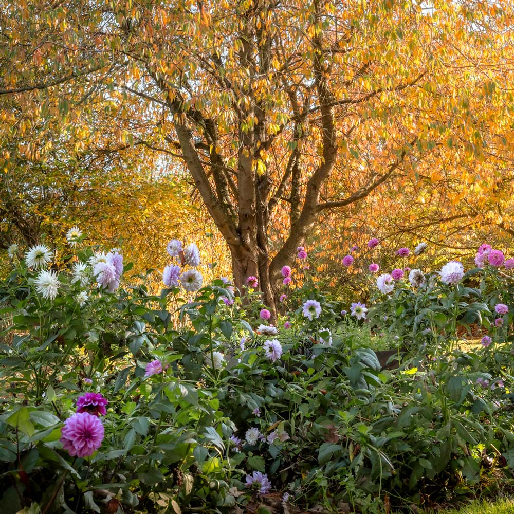 marina walker photography - beautiful garden