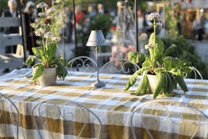 RHS Chelsea Flower Show 2025 - a tea-light on a table with table cloth couple of pots with flowers in them