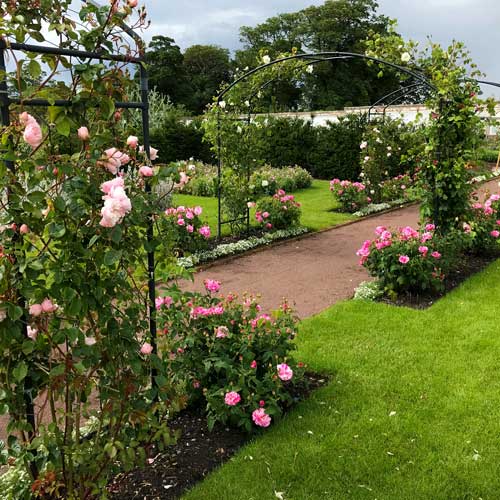 Monet arch with roses growing on